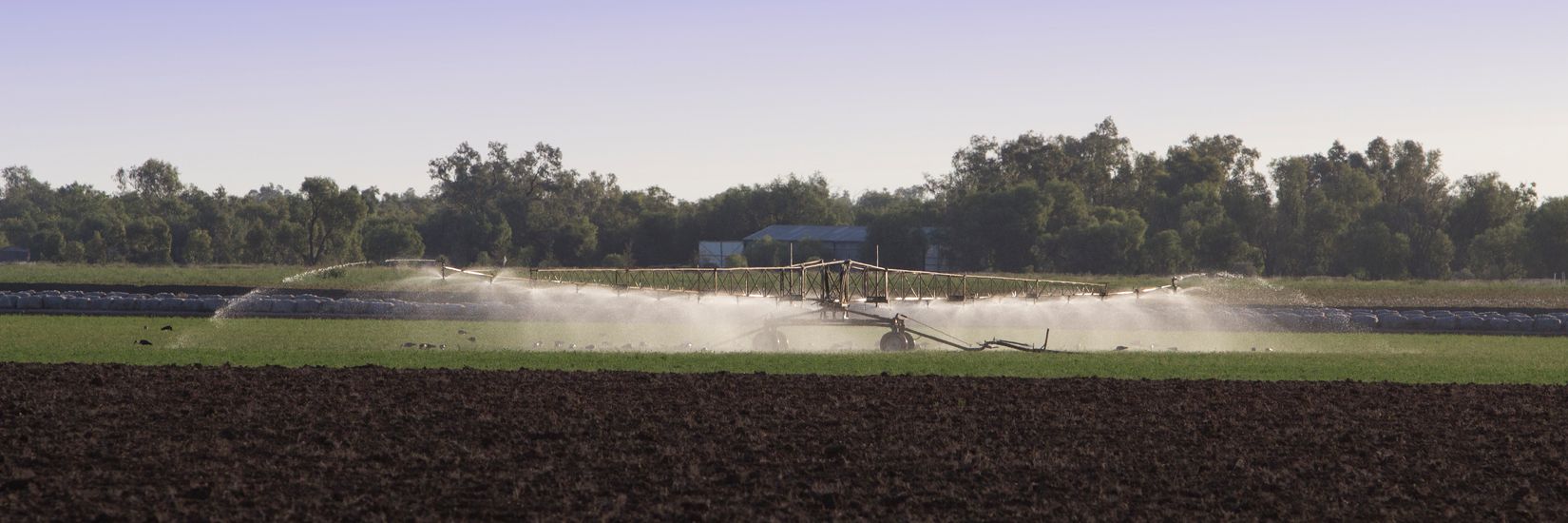 irrigation