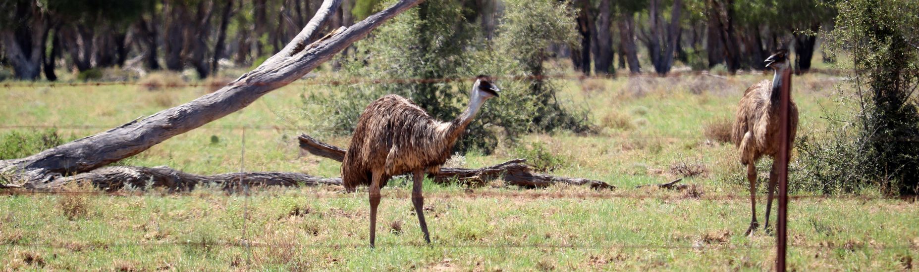 emus