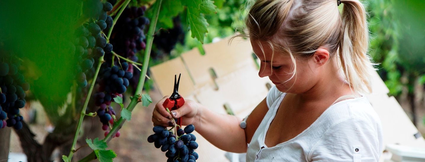 person pruning grapes