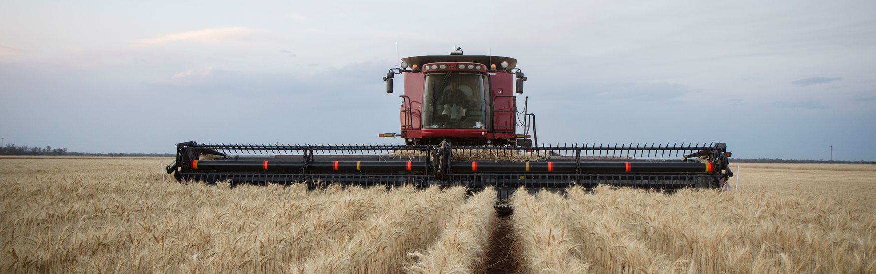 machine harvesting wheat