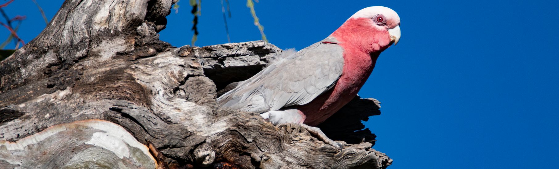 Galah