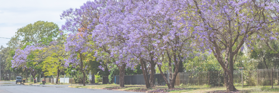 Jacarandas along the side of the road